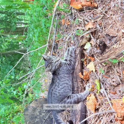 Photo 1/1 Slip Chat perdu à Spartanburg