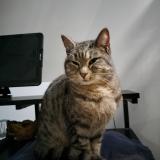 Photo de chat trouvé à St Caradec