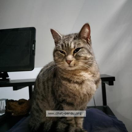 Photo 1/1 Chat trouvé Trouvé à St caradec