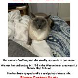 Photo de chat retrouvé à Westminster