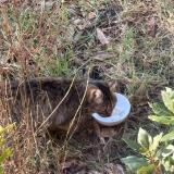 Photo de chat trouvé à Souesmes