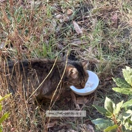 Photo 1/1 Chat trouvé Trouvé à Souesmes