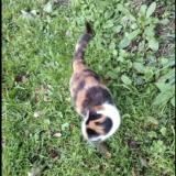 Photo de chat perdu à Argol