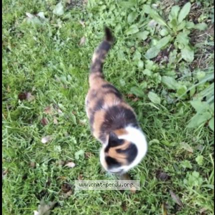 Photo 1/1 Chat retrouvé Perdu à Argol