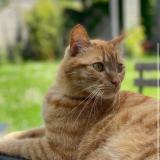 Photo de chat perdu à Avrille