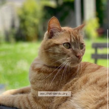 Photo 1/1 Chat retrouvé Perdu à Avrille