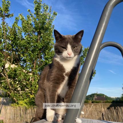 Photo 1/1 Cajou Chat perdu à Forbach