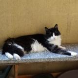 Photo de chat perdu à Nimes