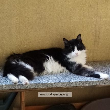 Photo 1/4 Mystic Chat perdu à Nimes