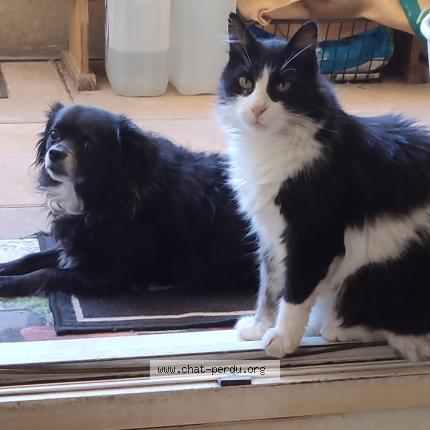 Photo 2/4 Mystic Chat perdu à Nimes