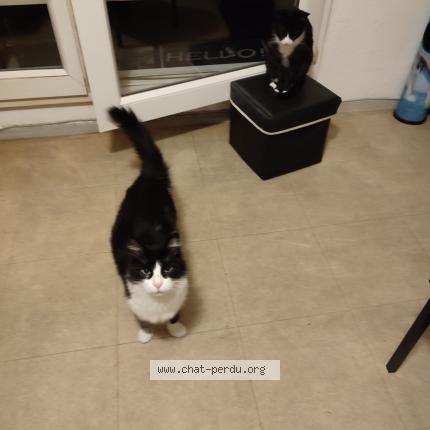 Photo 3/4 Mystic Chat perdu à Nimes