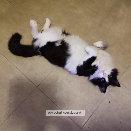 Photo 4/4 Mystic Chat perdu à Nimes