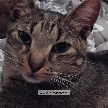 Photo 1/1 Chat retrouvé Perdu à Nivelles
