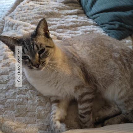 Photo 1/1 Violette Chat perdu à Plouegat moysan