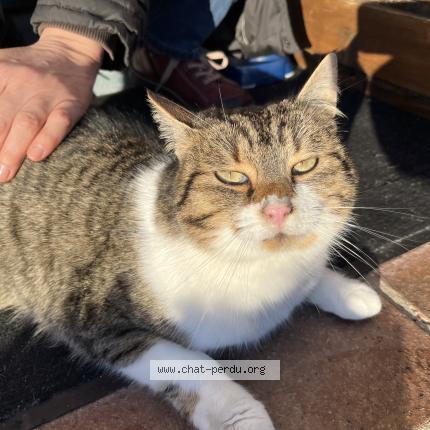 Photo 1/1 Chat trouvé Trouvé à Luneray