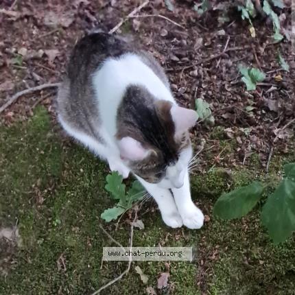 Photo 1/1 Quentin Bertrand Claude Duval Chat perdu à Gournay en bray