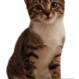 Photo de chat perdu à Saint Cloud