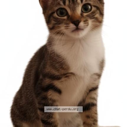 Photo 1/1 Noops Chat perdu à Saint cloud