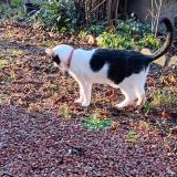 Photo de chat trouvé à Le Coteau