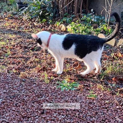 Photo 1/1 Chat trouvé Trouvé à Le coteau