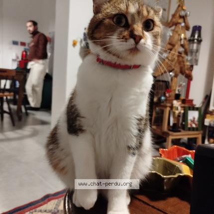 Photo 1/1 Gaby Chat perdu à Lille