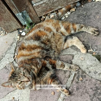 Photo 1/1 Loulou Chat perdu à Cherisy