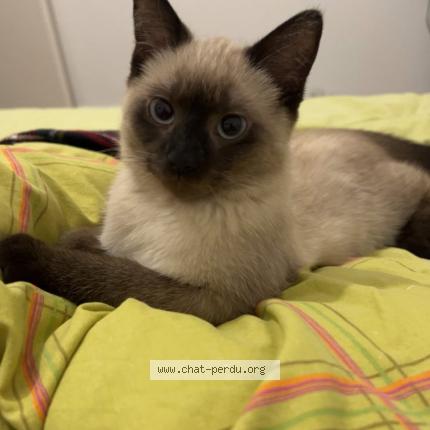 Photo 1/1 Molly Chat perdu à Elven