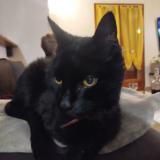 Photo de chat perdu à Saint Georges Du Bois