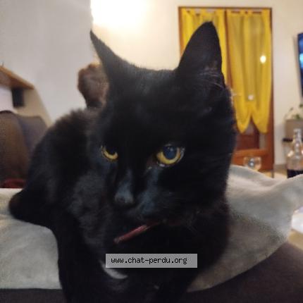 Photo 1/1 Chat retrouvé Perdu à Saint georges du bois