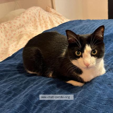 Photo 1/1 Timoun Chat perdu à Montreuil