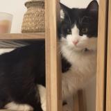 Photo de chat perdu à Chelles