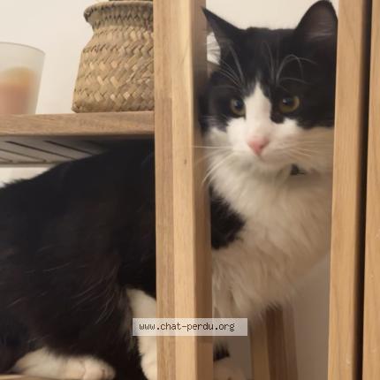 Photo 1/1 Minmin Chat perdu à Chelles