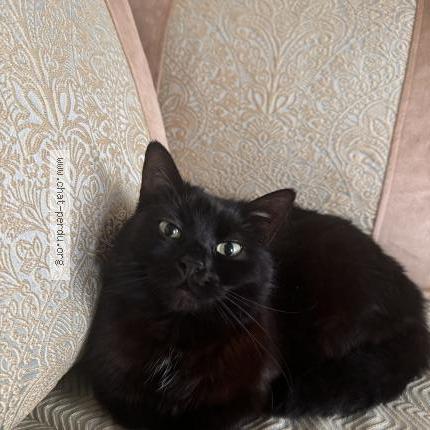 Photo 1/1 Chacha Chat perdu à Schaerbeek