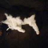 Photo de chat perdu à Villefranche Sur Cher