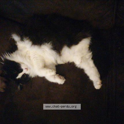 Photo 1/1 CATTA Chat perdu à Villefranche sur cher