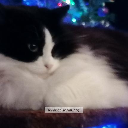 Photo 2/3 CATTA Chat perdu à Villefranche sur cher