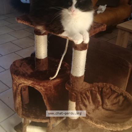 Photo 3/3 CATTA Chat perdu à Villefranche sur cher