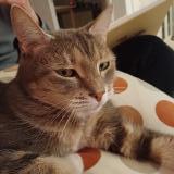 Photo de chat perdu à Tours