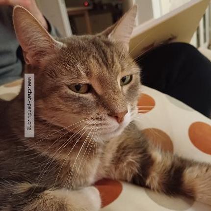 Photo 1/1 Chat retrouvé Perdu à Tours