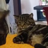 Photo de chat perdu à Courpiere