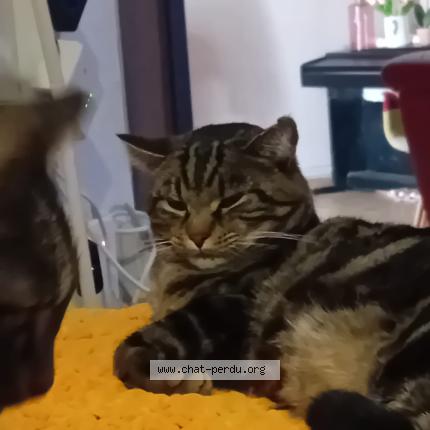 Photo 1/1 Chat retrouvé Perdu à Courpiere