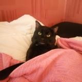 Photo de chat perdu à Evry Courcouronnes