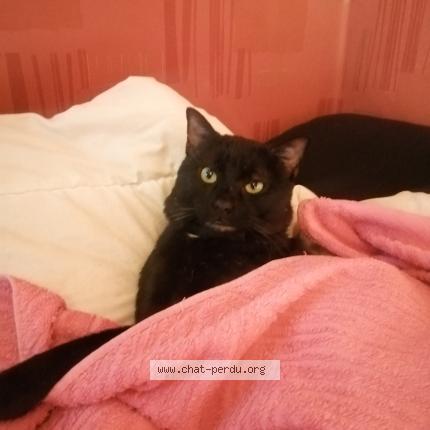 Photo 1/1 Coca Chat perdu à Evry courcouronnes