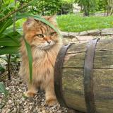 Photo de chat perdu à Bois L Eveque