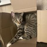 Photo de chat perdu à Lourdoueix Saint Pierre