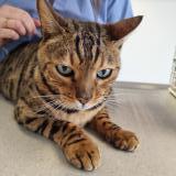 Photo de chat trouvé à Neuchatel