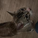 Photo de chat trouvé à Toulouse