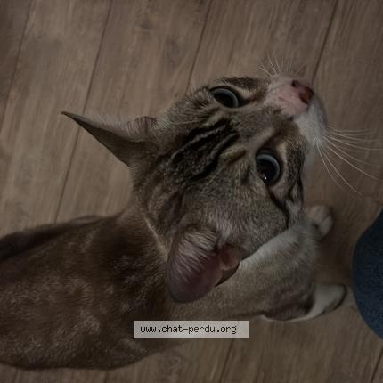 Photo 1/1 Chat trouvé Trouvé à Toulouse