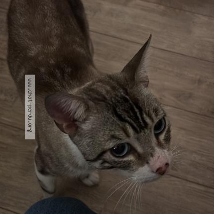Photo 1/3 Chat trouvé Trouvé à Toulouse