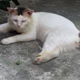Photo de chat perdu à Kolkata